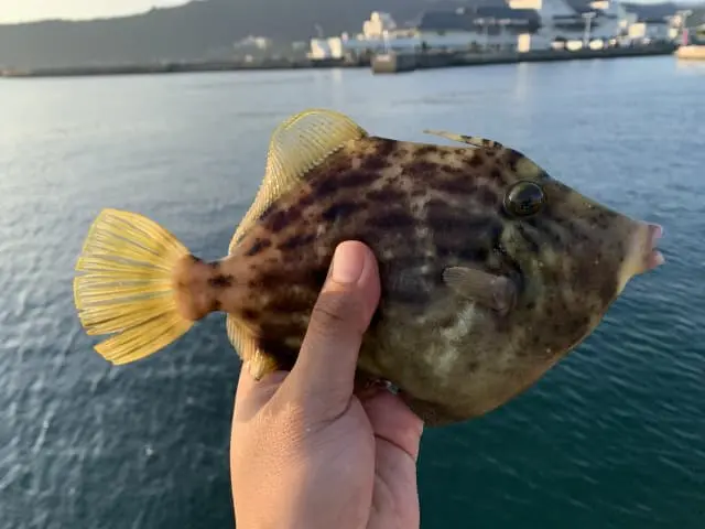 永久保存版】高性能カワハギ竿の詳細！ダイワ 極鋭 カワハギシリーズ17