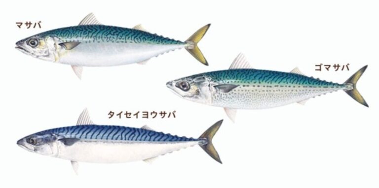 釣ったサバを120%楽しむ方法|保存・種類・女性に人気レシピも! | セルフィッシュ『気ままな釣り』