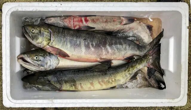 アキアジの鮭がクーラーボックス内で保冷されている写真