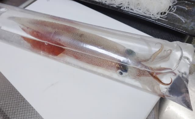 ヤリイカを袋で活かす写真