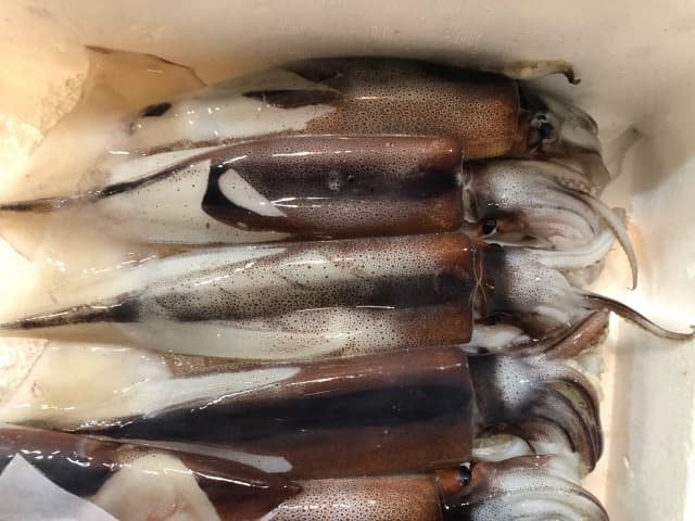 スルメイカクーラーボックスに並ぶ写真