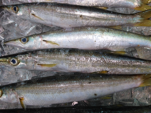 クーラーボックスに海水氷と一緒に入れられたカマスの釣果写真