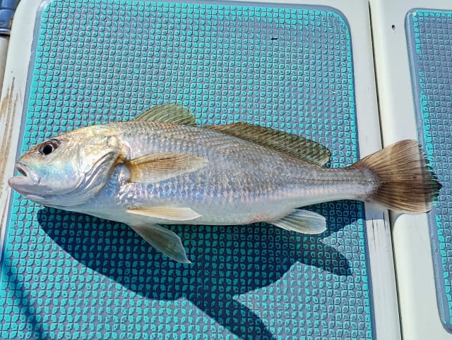 東京湾 イシモチ