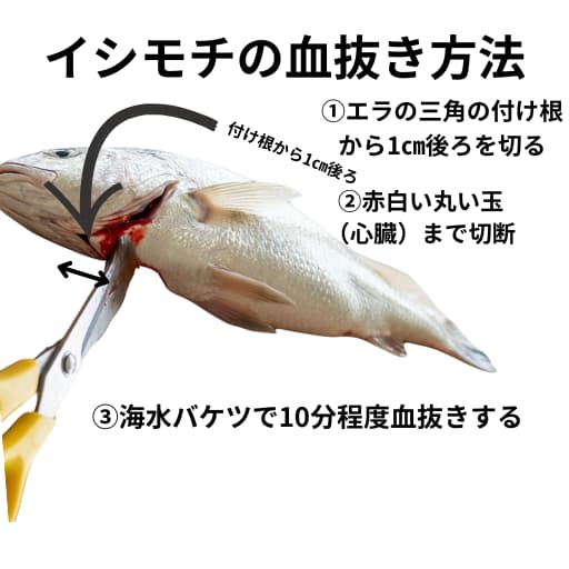 イシモチの血抜き解説画像