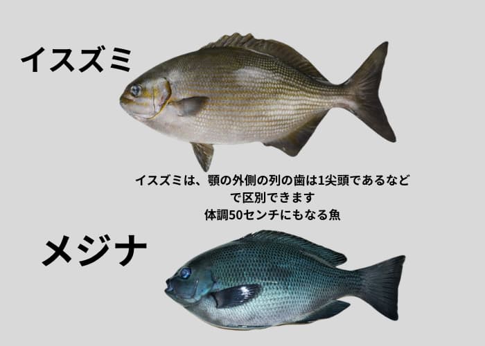 イスズミとメジナの違い解説画像