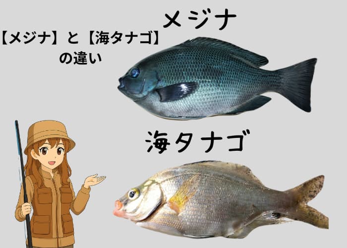 メジナと海タナゴの違い判別画像