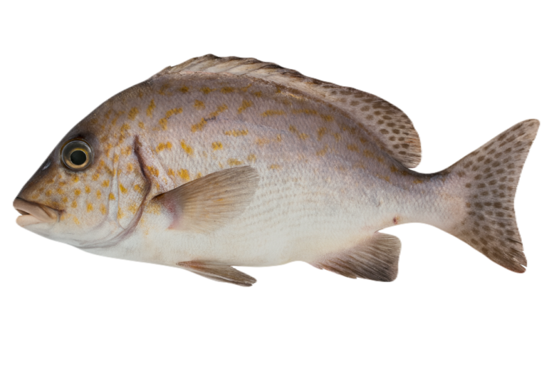 コロダイの体型と特徴|鯛に近い体高のあるシルエット