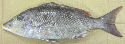 キツネフエフキ