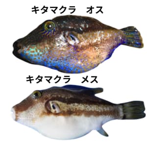 キタマクラのオス・メス比較画像