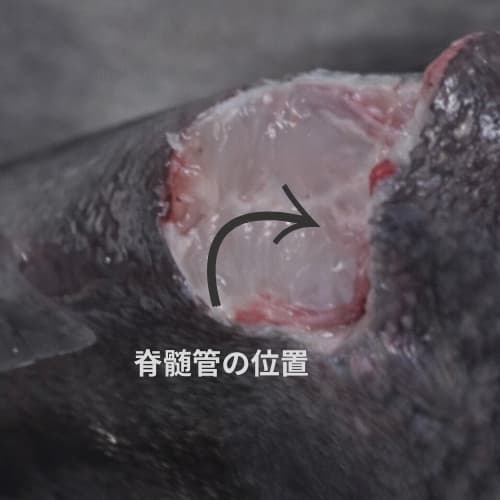 尾びれ側からの神経締め。脊髄管の確認画像