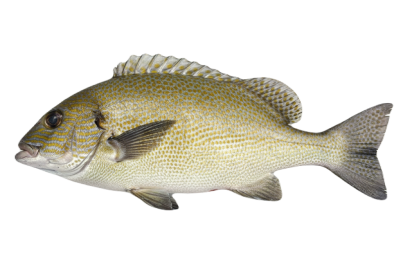 オシャレコショウダイの体型|メジナに近い細長いシルエット