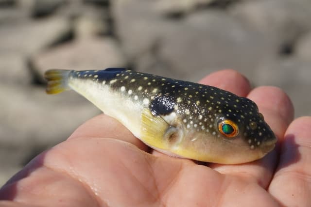 クサフグ 手の上