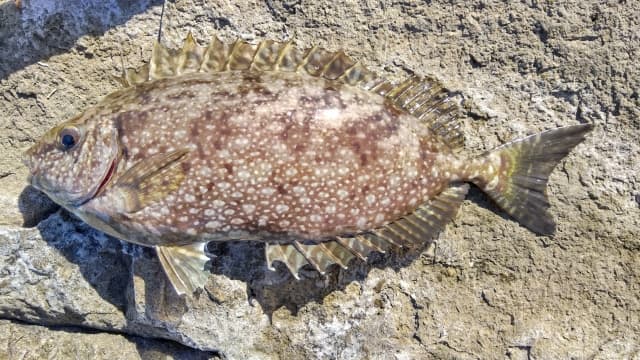 アイゴ（魚）の画像