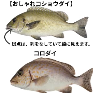 コショウダイとオシャレコショウダイの違い|体型と模様の比較写真