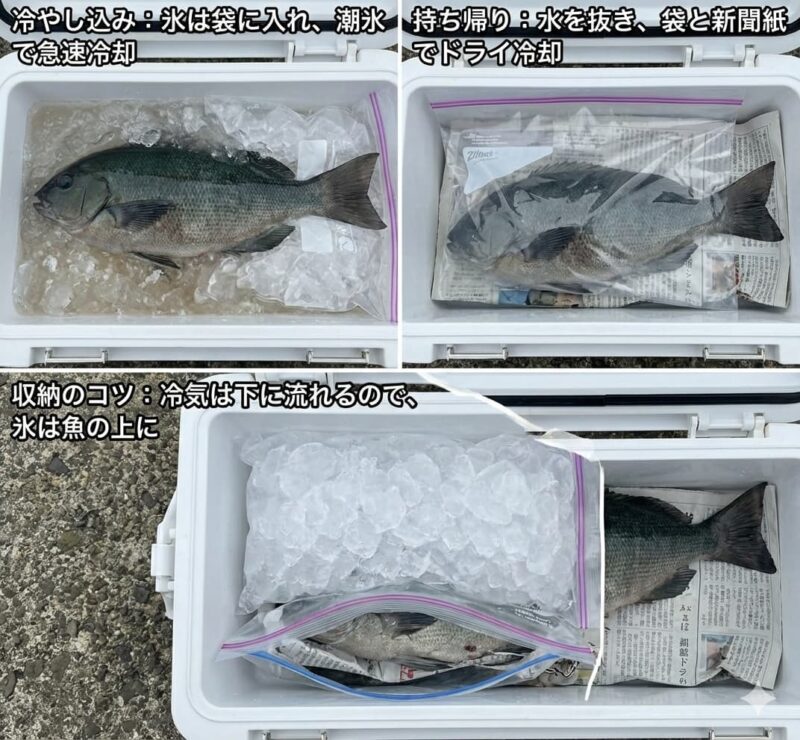 メジナの持ち帰り方解説画像