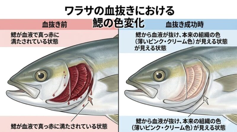 【ワラサ】血抜き前後のエラの色の違いの解説画像