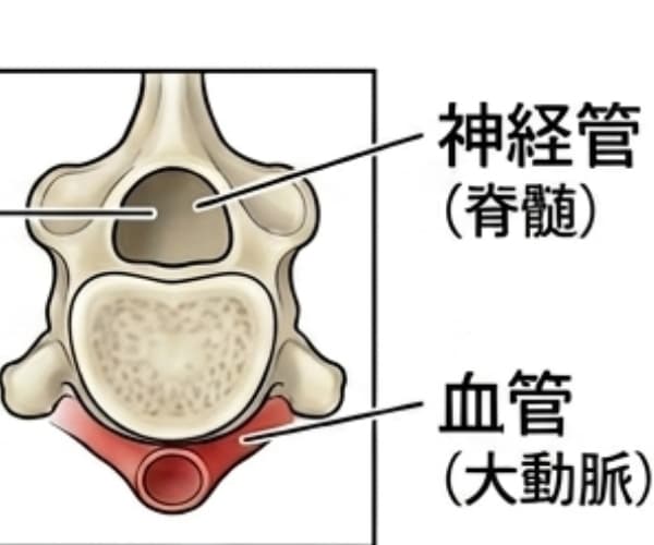 ワラサの尾びれ側の神経管と中骨・血管の断面図