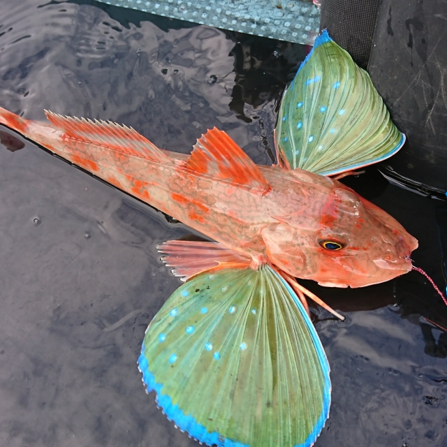 釣れたホウボウの画像