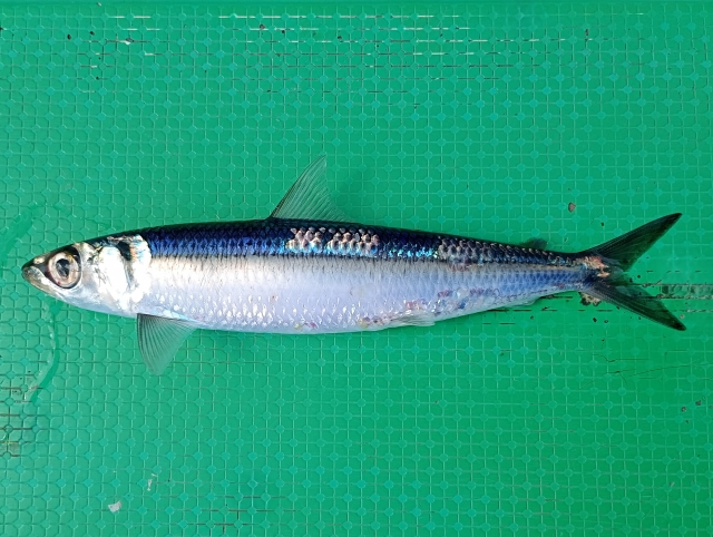 釣れた、ウルメイワシ画像