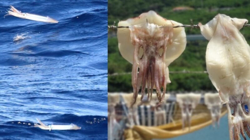 トビイカの海面を飛ぶ画像とトビイカの干物の見出し画像