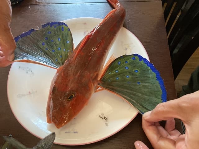 ホウボウの羽を広げた画像
