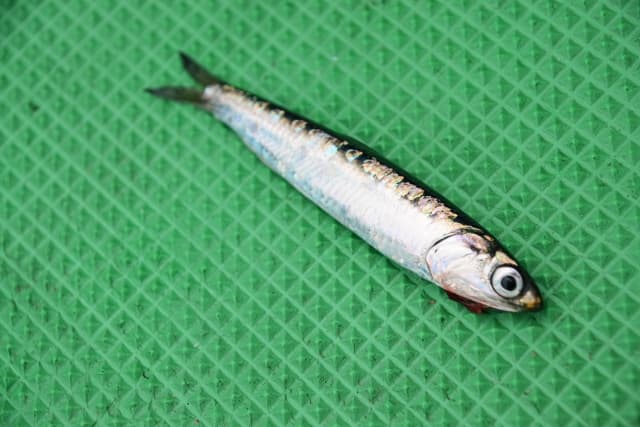 釣れたカタクチイワシ