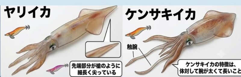 ヤリイカとケンサキイカの見分け方解説イラスト