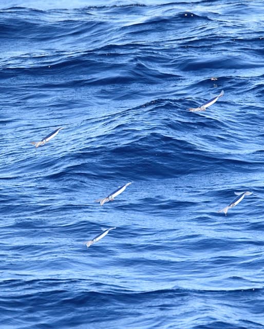 トビイカ海面滑空。画像
