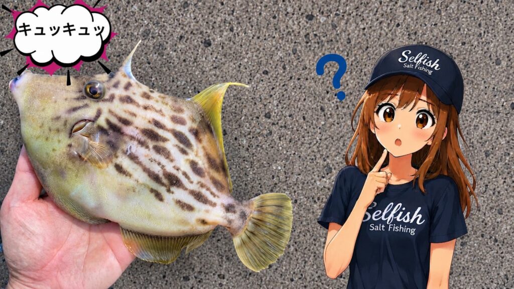 カワハギの鳴くのはなぜ?解説用画像