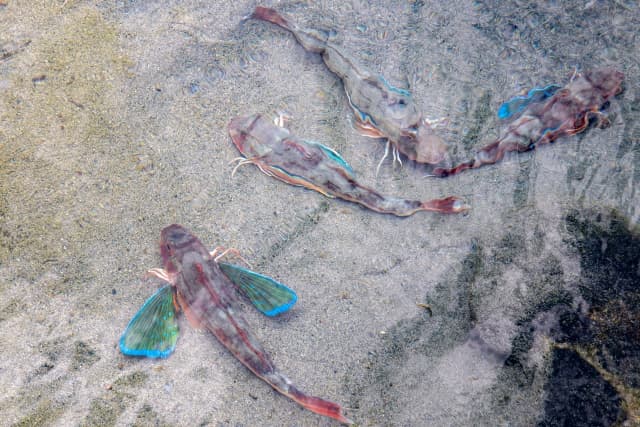 砂地に集まるホウボウの画像