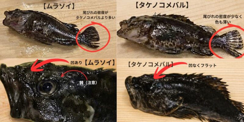 ムラソイとタケノコメバルの見分け方解説画像