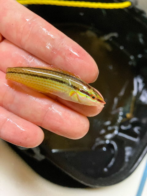 キュウセンベラの赤ちゃんの画像
