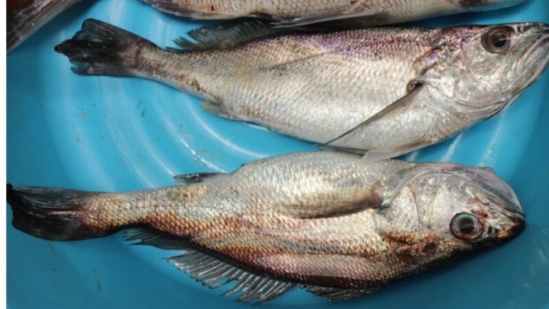 釣れたイシモチの画像