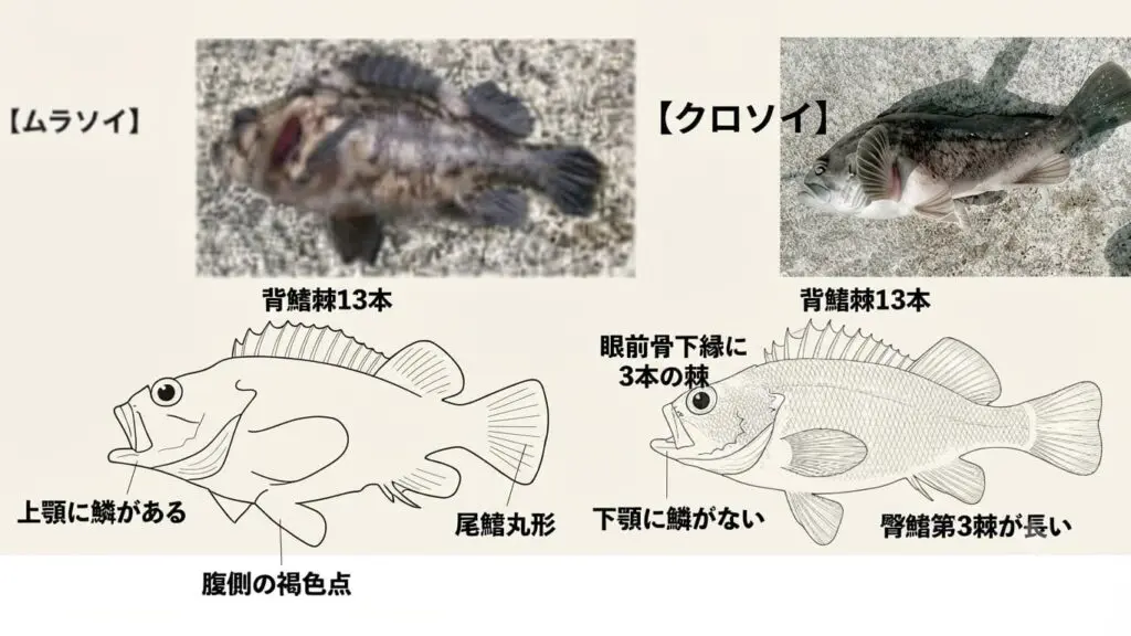 ソイってどんな魚？】クロソイ・ムラソイ・カサゴ・タケノコメバルの