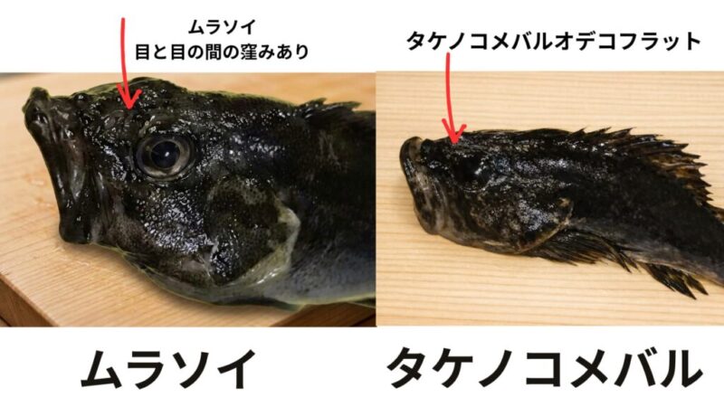 ムラソイ・タケノコメバルの見分け方解説画像。ムラソイ・タケノコメバルおでこの違い