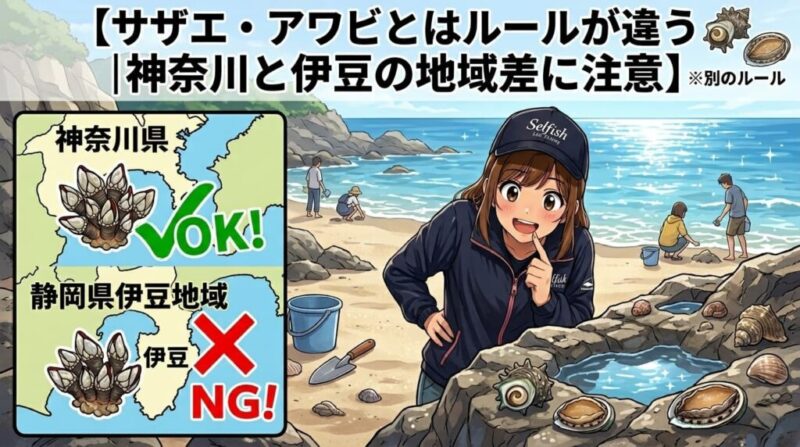 見出し画像【サザエ・アワビとはルールが違う|神奈川と伊豆の地域差に注意】