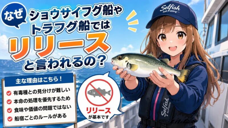 ショウサイフグ船やトラフグ船でサバフグがリリースと言われる理由を解説する菜々子とシロサバフグのイメージイラスト
