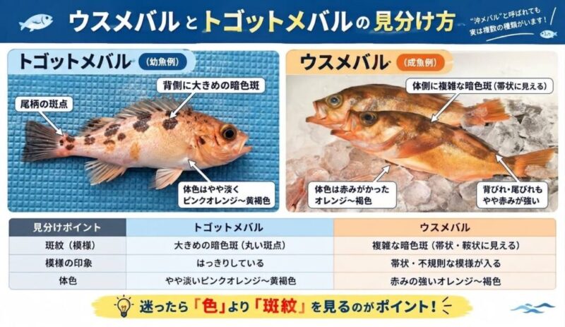 ウスメバルとトゴットメバルの見分け方
