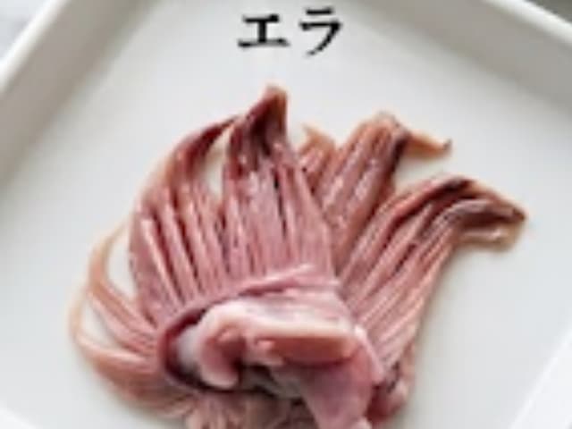 アンコウのエラ
